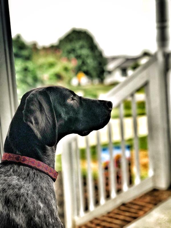 /images/uploads/southeast german shorthaired pointer rescue/segspcalendarcontest2019/entries/11595thumb.jpg
